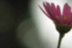 monthly-resources-prayer-guide